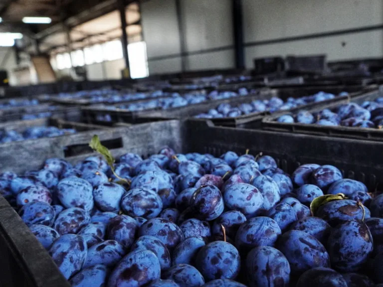 jovanovic voce about us fresh plums en