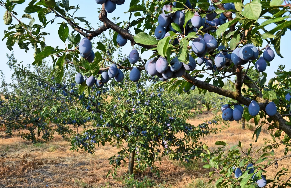 jovanovic voce dienstleistungen pflaumen produktion obstgarten de