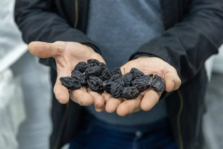 jovanović voće zanimljivosti suve šljive ruke